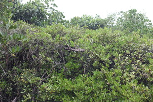 茂密丛林绿植景观