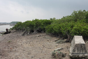 海岸边的茂密红树林景观