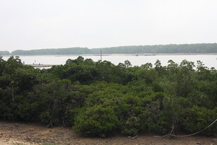 海岸边的茂密红树林景观