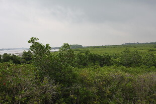 绿意盎然的野外植被景观