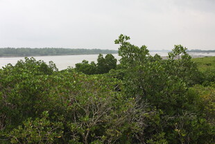 河畔繁茂绿植景观