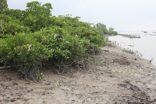 海岸边的茂密红树林