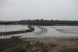 湿地浅滩中的蜿蜒木栈