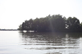 湖畔绿树映波光