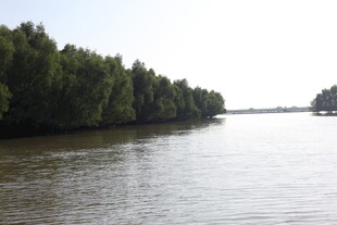 河畔绿树成荫的宁静水域