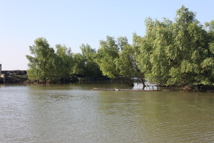 河畔绿树成荫的宁静风光