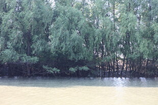 河畔绿树成荫的自然景致