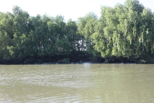 河畔绿树环绕的宁静水域