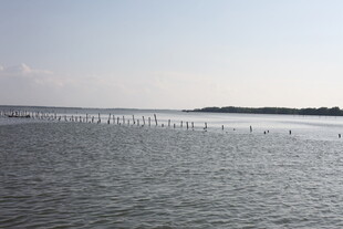 海上鸟群栖息于长排设施