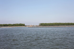 宽阔水域边的葱郁树林