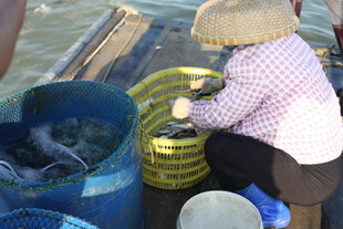 渔民码头忙碌分拣海产品