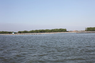 广阔水域边的葱郁岸景