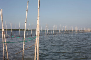 水上林立的竹竿养殖场景