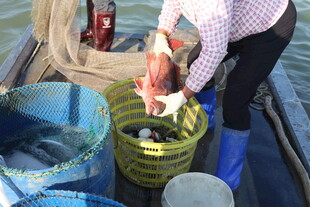 渔民船上处理捕获的海鲜