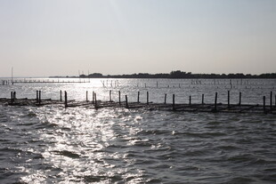 海上木桩与波光粼粼海面