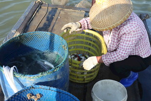 渔民船上分拣捕获的水产