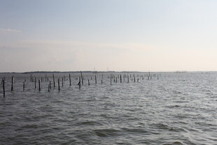 海上木桩延伸至远方