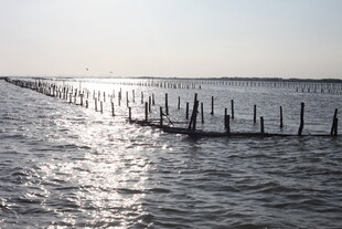 海边木桩延伸于波光水面