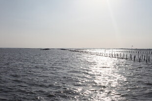 海上木桩倒影波光粼粼