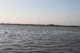 水域风光远处林立的杆状物