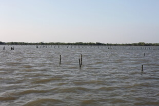 水域中的林立木桩景观