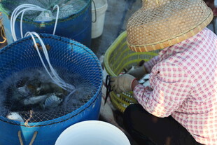 渔民售卖鲜活海鲜