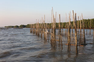 海上林立的木桩景观