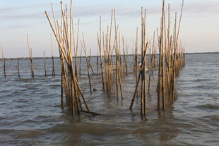 水中林立的细长木桩景观