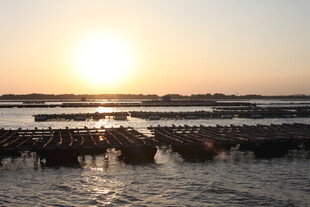 夕阳下的水上养殖场景