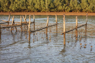 水上木桩搭建的简易设施