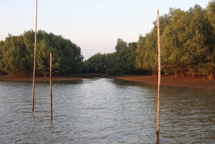 河畔树林与水中木桩景观