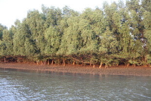 河畔绿树成荫的自然景致