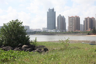 河畔城市景观与绿植