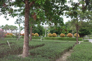 园林小径旁的绿植景观