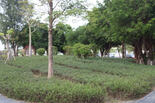 城市中的静谧绿植景观