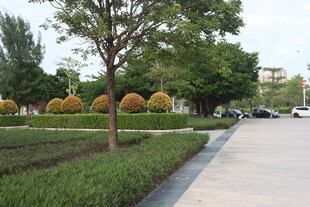 城市街边的绿化景观