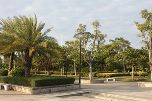 城市公园中的绿植景观