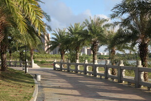 海滨椰林旁的休闲步道