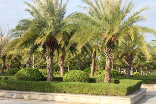 热带风情园林景观