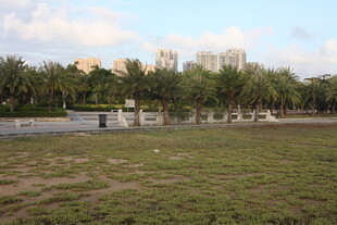 城市中的开阔绿地与棕榈树