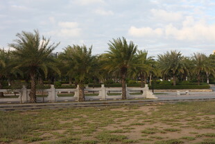 户外棕榈树景观