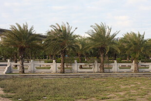 户外棕榈树景观