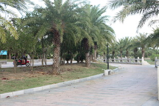 林荫小道旁的棕榈树景观