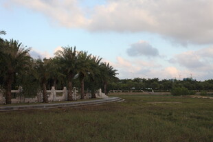 田野边的棕榈树景观