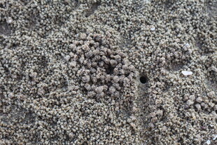 细腻土壤纹理特写