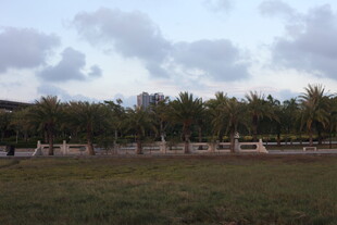 户外草地与树木风景