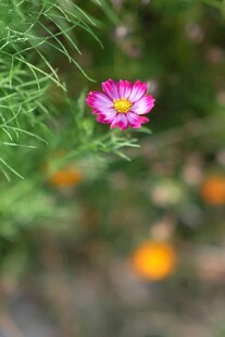 娇艳波斯菊绽放于草丛