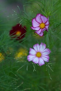 多彩格桑花绽放于绿草间