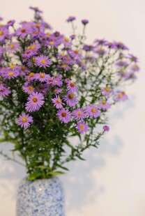花瓶中的紫色小雏菊