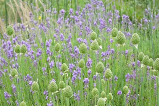 紫色花海 绽放的美丽